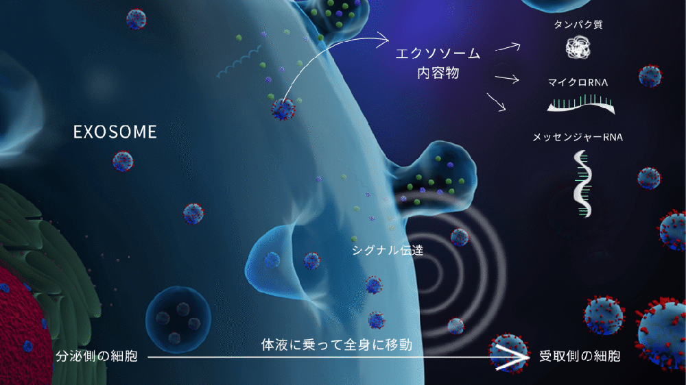 iPS外泌体,开启日本抗衰新赛道
