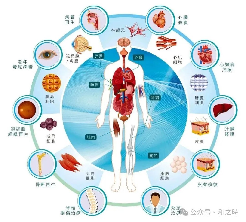 为什么日本干细胞可以世界领先