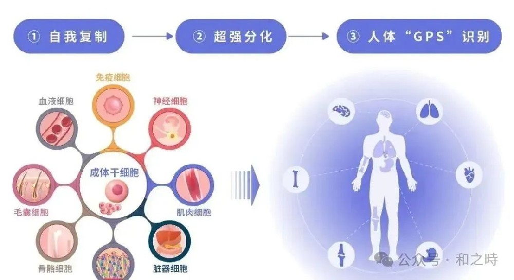 和之时干细胞抗衰：让人活得更有品质、活得更久、活得更健康
