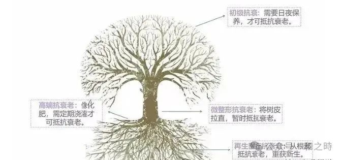 你不知道的抗衰老终极武器