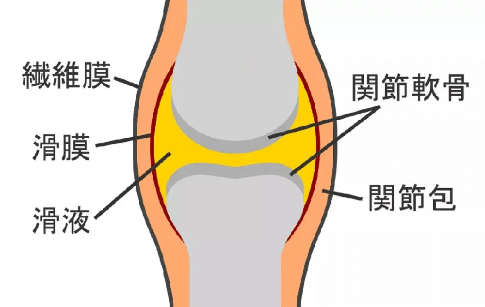 告别换关节！和之时 (WanoToki) 关节再生方案：让你的膝盖重返20岁