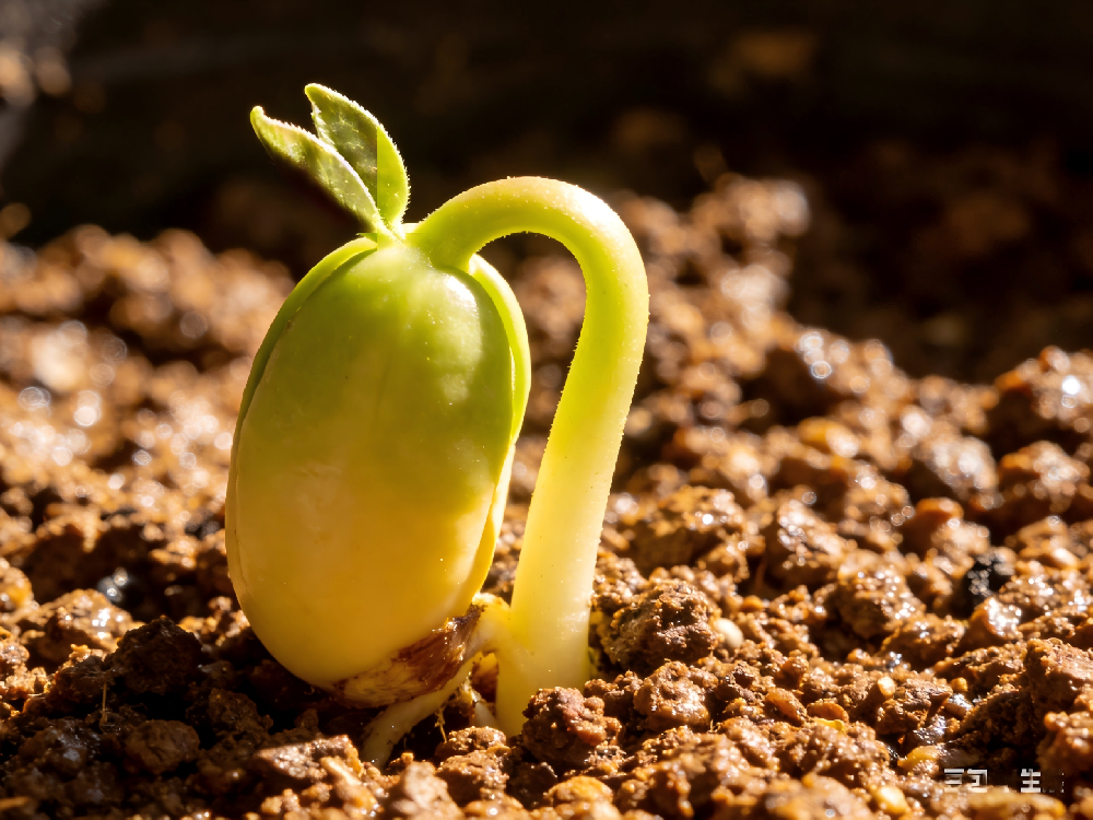 AMH只有0.6，医生劝我借卵？42岁自然好孕，我只做对了一件事：养好“土壤”。