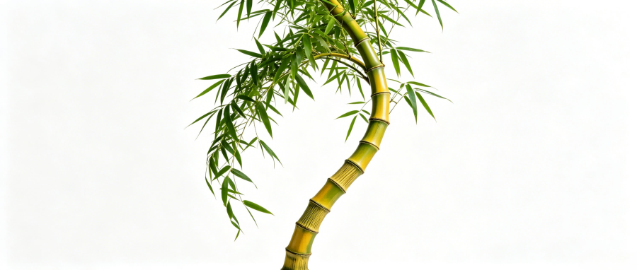 和之时:顺从不是弱,是女性的竹子智慧