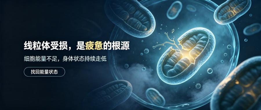 和之时:睡够8小时还累?自测线粒体