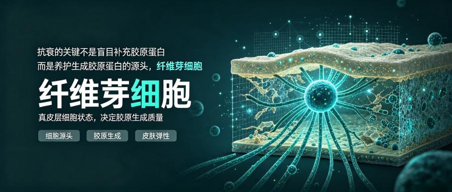 和之时：纤维芽细胞，藏着抗衰密码