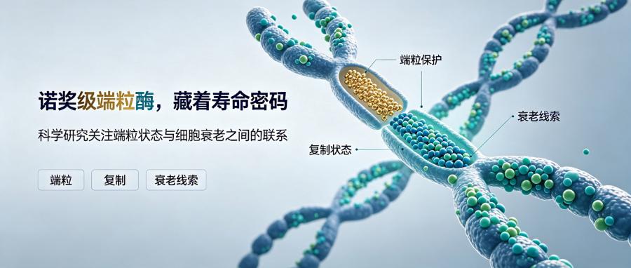 和之时:端粒酶=寿命?诺奖揭秘抗衰真相