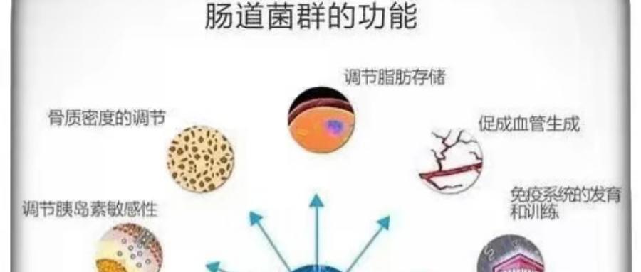 和之时:妇科反复?根源在肠道!